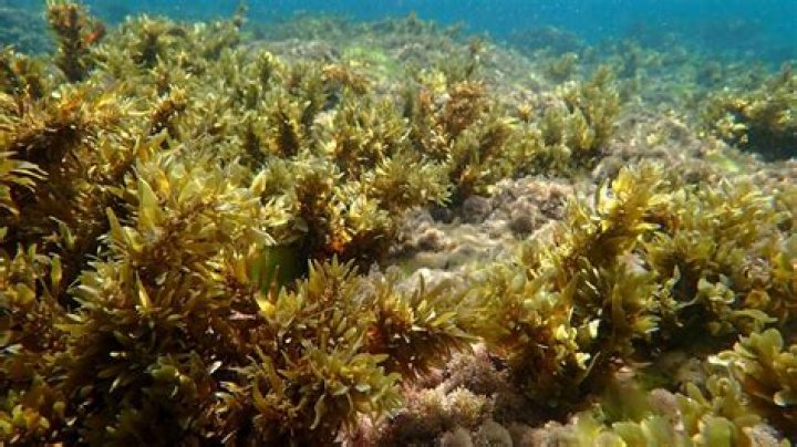 Are all seaweeds protists?
