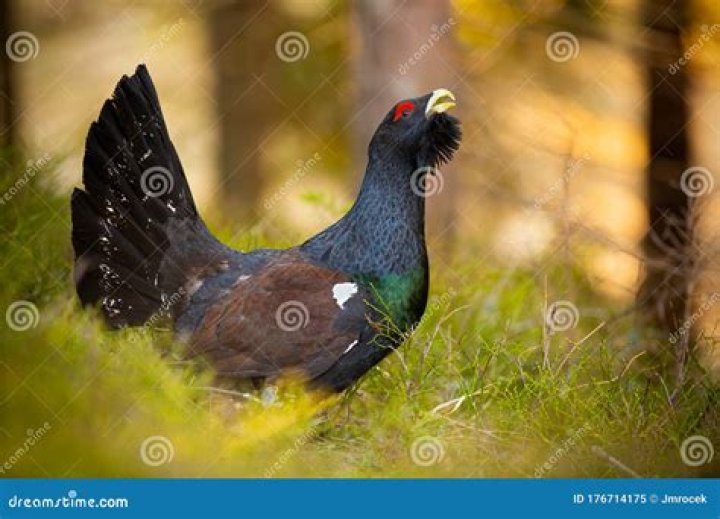 Are capercaillie territorial?