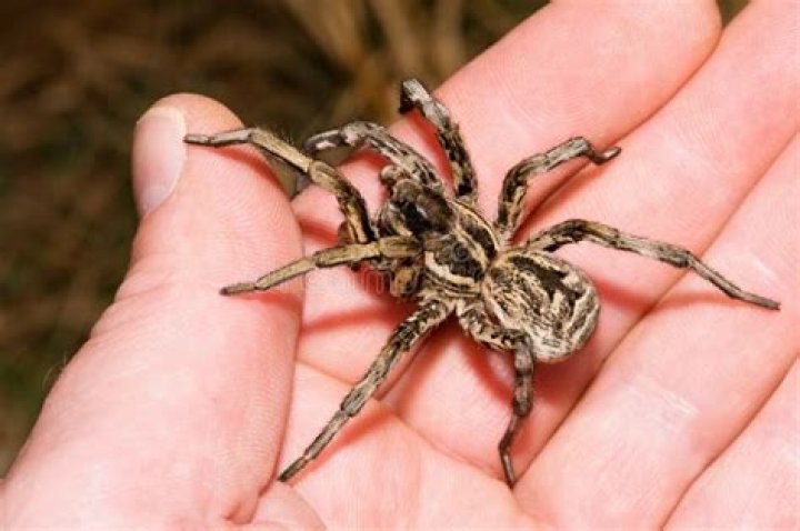 Are Lycosa spiders poisonous?