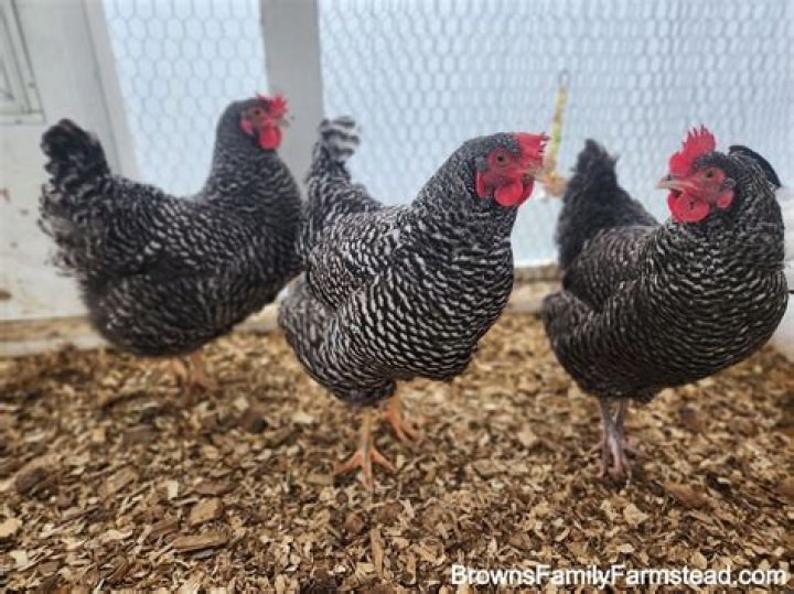 Are Maran chickens rare?