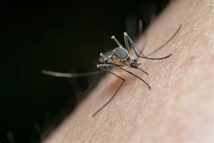 Are mosquito magnets effective?