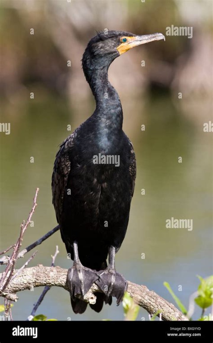 Are there cormorants in Florida?