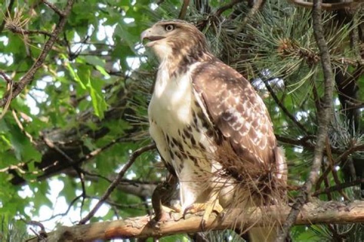 Are there hawks in VT?