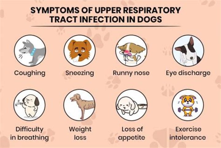 Can cat litter cause respiratory problems in dogs?