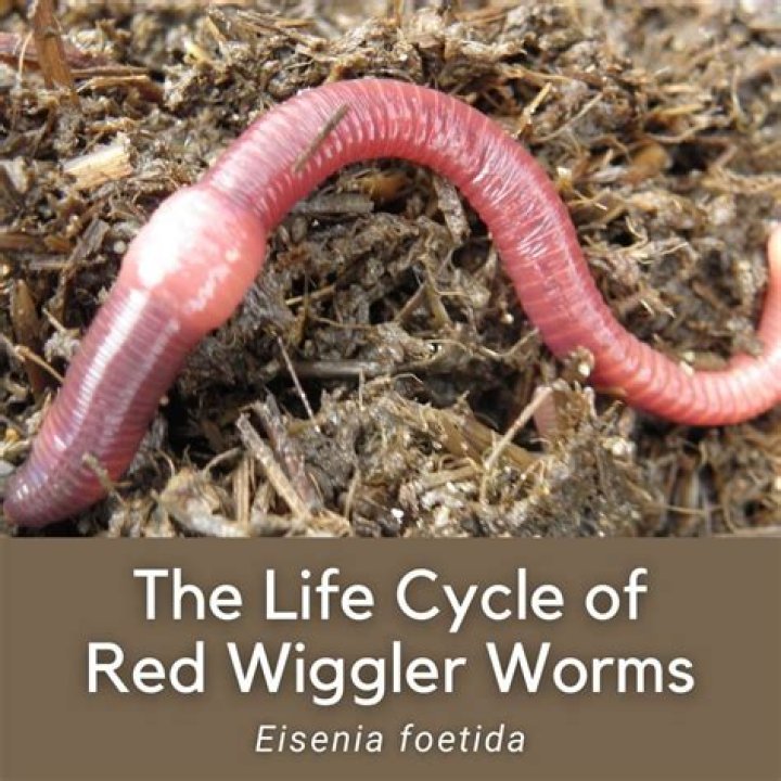 Can earthworms live with red wigglers?