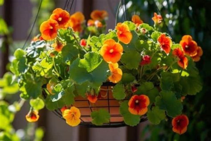 Can nasturtiums be grown in hanging baskets?