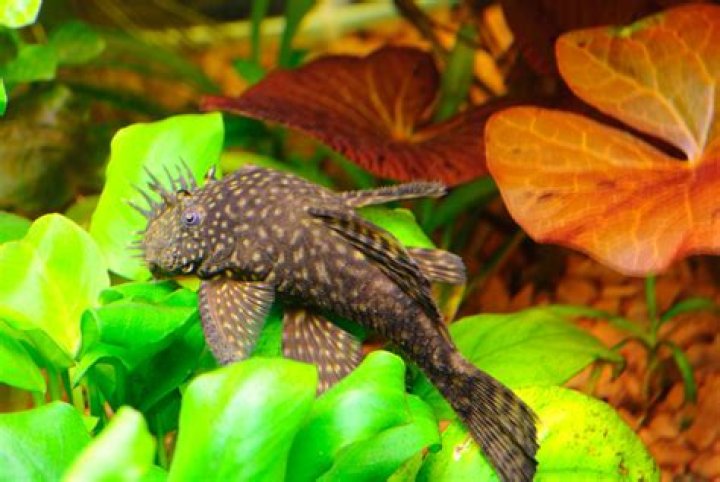 Can plecos live with Rams?