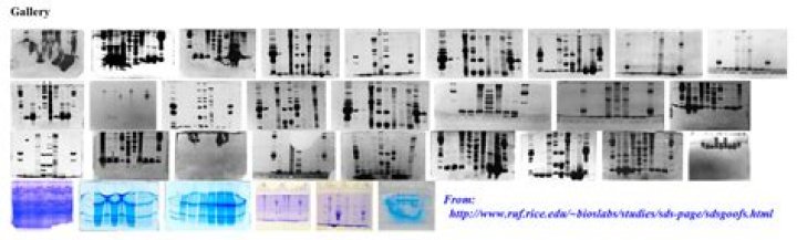 Can Western blot be wrong?