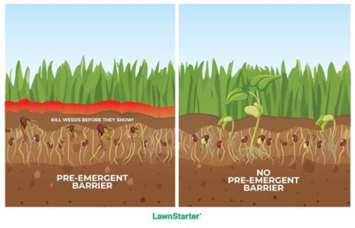 Can you apply pre-emergent and grass seed at the same time?