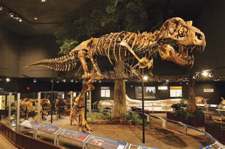 Can you dig for dinosaur bones?