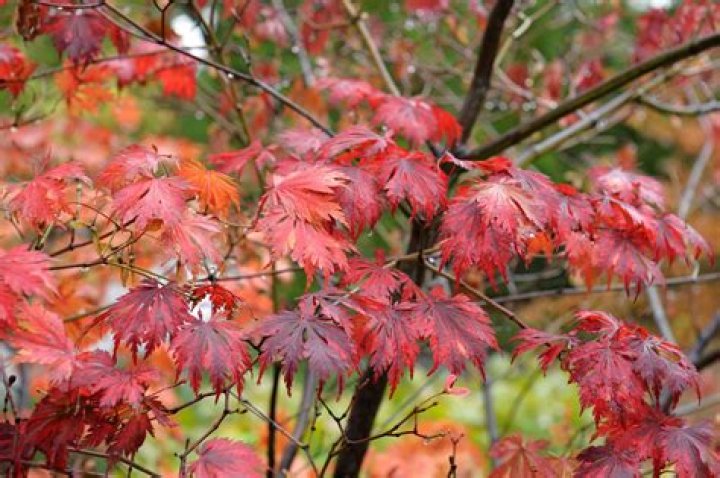 Can you grow Acers by the sea?