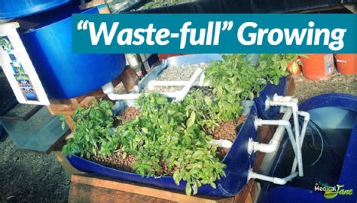 Can you grow marijuana using aquaponics?