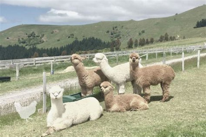 Can you line breed alpacas?