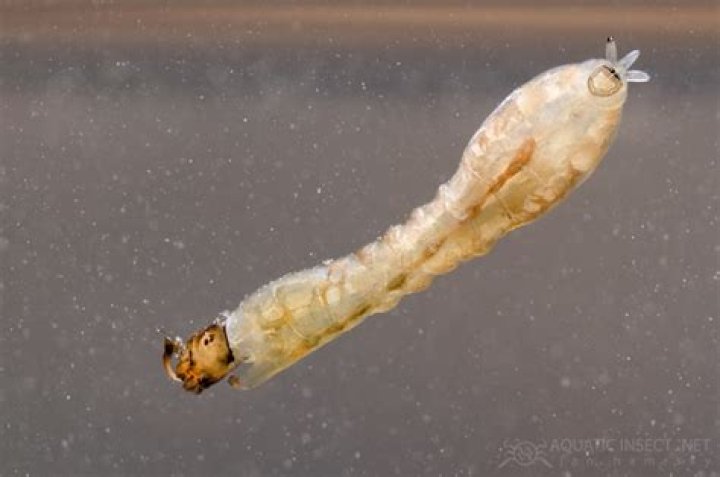 Do Diptera have aquatic larvae?