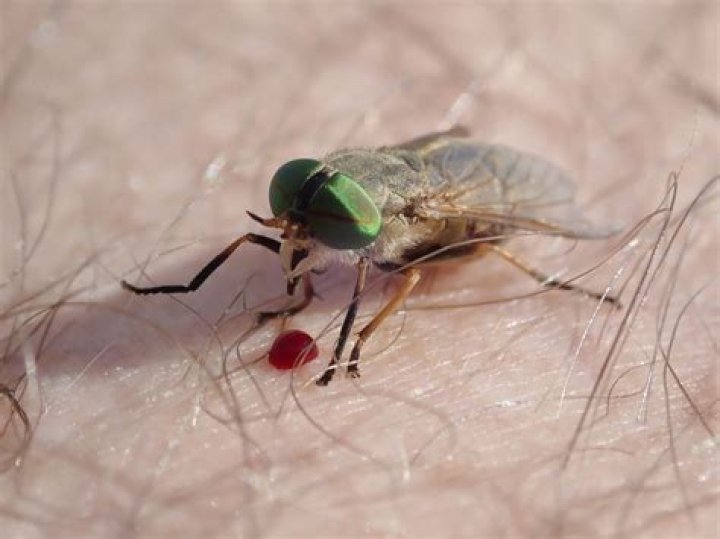 Do Hoverflies sting or bite?