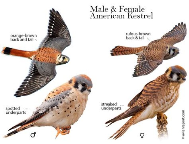 Do kestrels fly in groups?