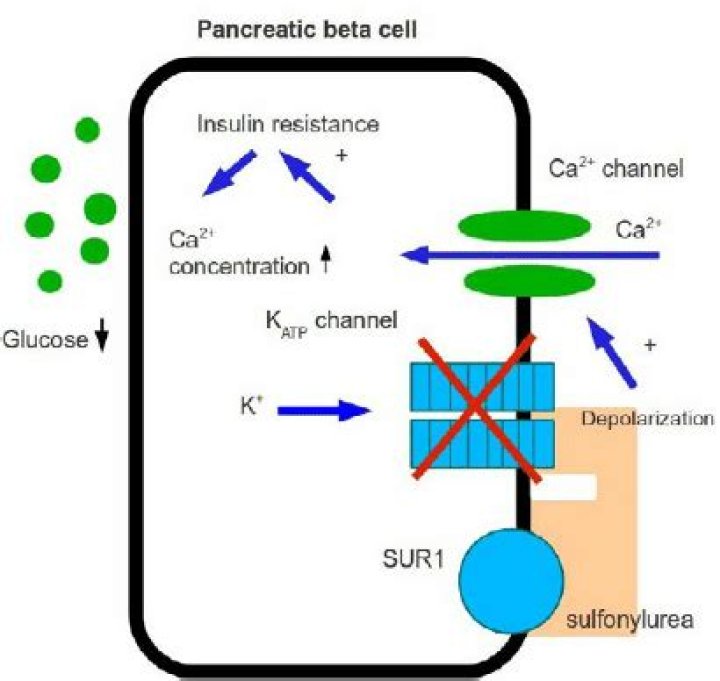 Do sulfonylureas destroy beta cells?