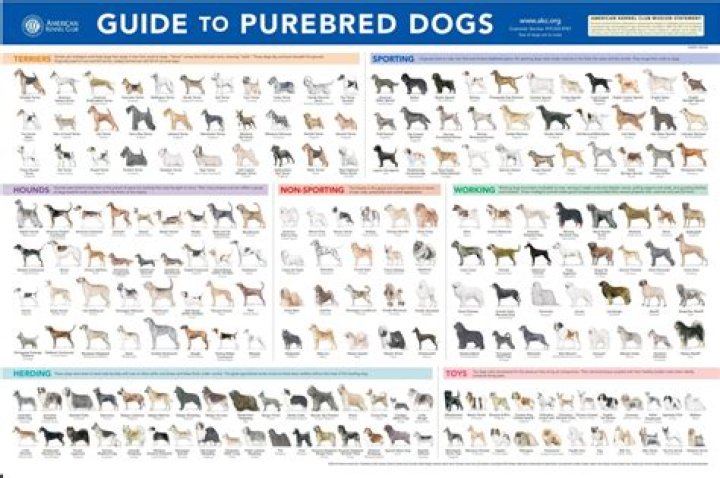 Do you register purebred dogs?