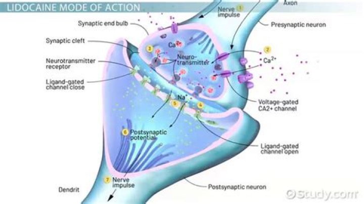Does lidocaine cause hypotension?