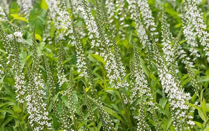 Does Lysimachia bloom?
