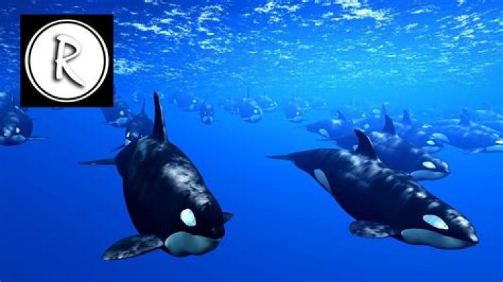 Does whale music help you sleep?