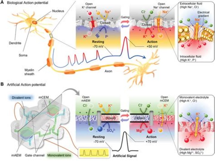 How an action potential is transmitted from neuron to neuron?
