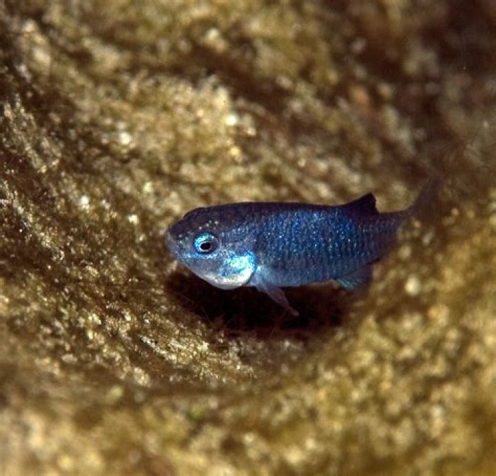 How are fish counted?