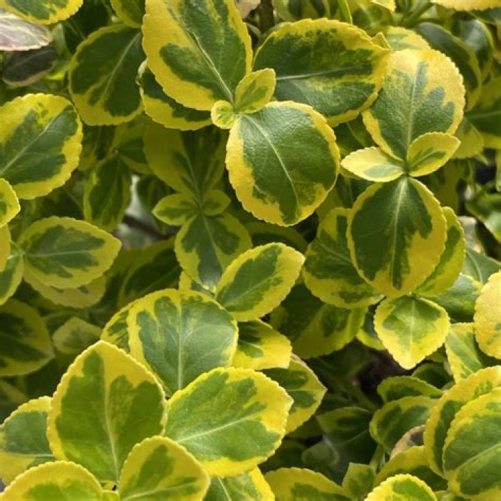 How big does a emerald and gold Euonymus get?
