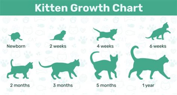 How big should a 2 month old kitten be?
