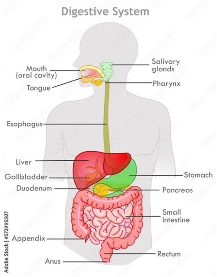 How can I reactivate my digestive system?