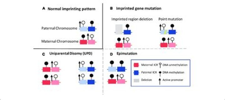 How common are imprinting disorders?