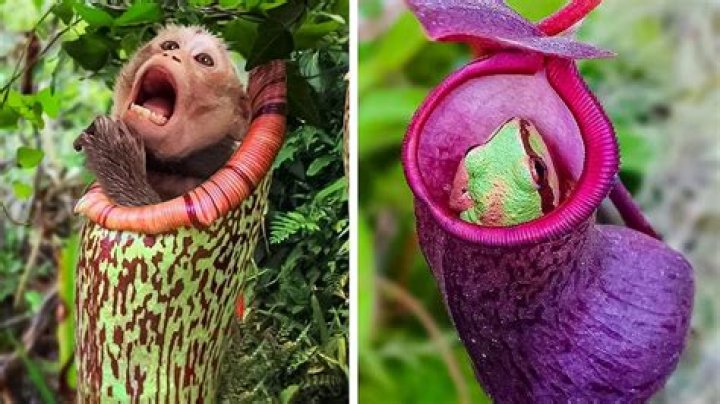 How do animals get so big eating plants?