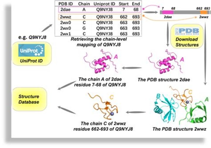 How do I download PDB from UniProt?
