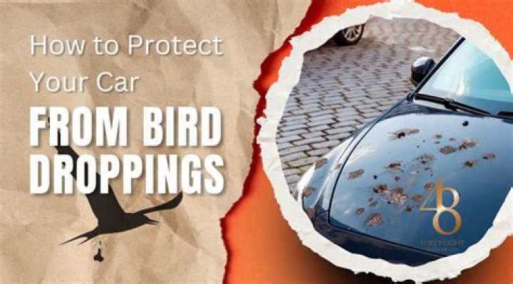 How do I stop birds from pooping on my car?