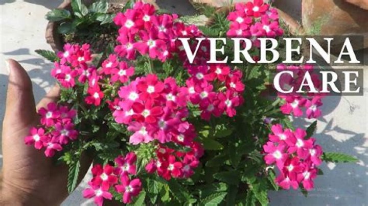 How do you care for a verbena plant?