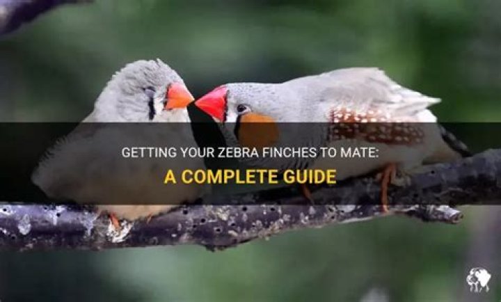 How do you encourage zebra finches to mate?