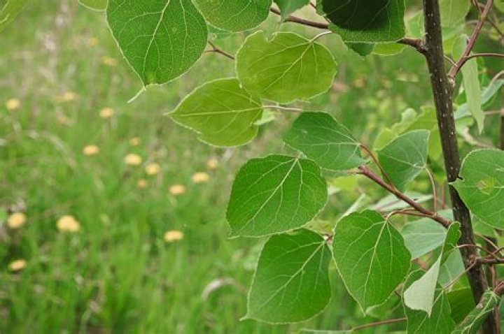 How do you identify a poplar leaf?