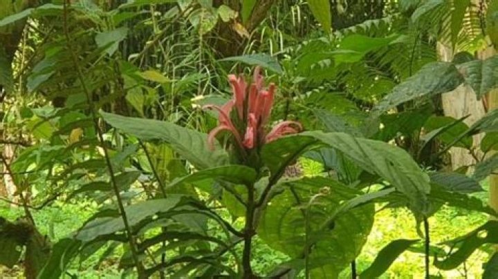 How do you propagate Justicia?