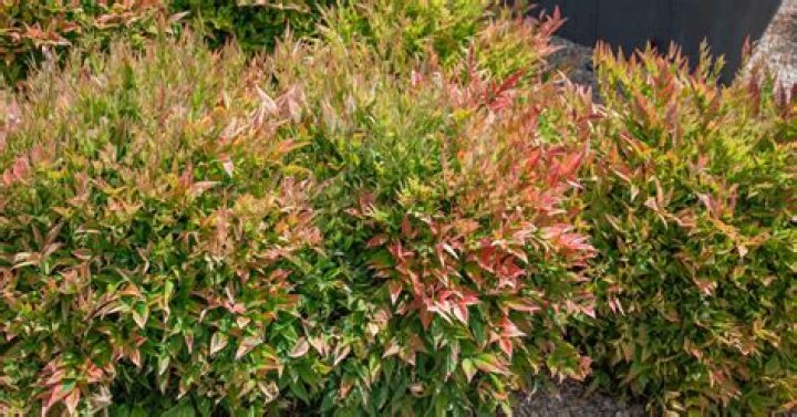 How do you prune a Nandina dwarf firepower?
