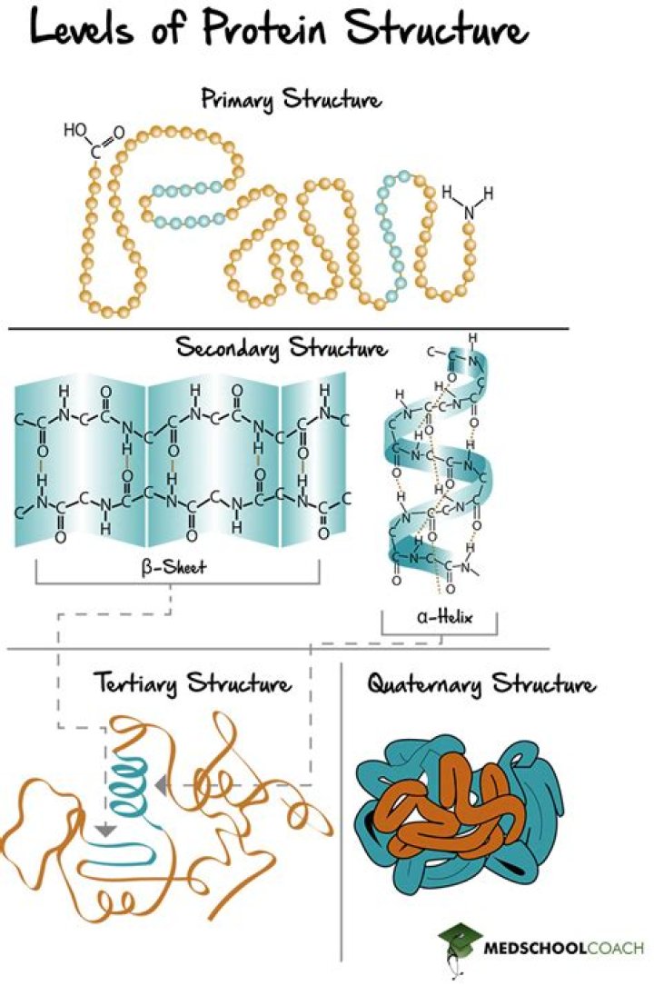 How do you tag proteins?