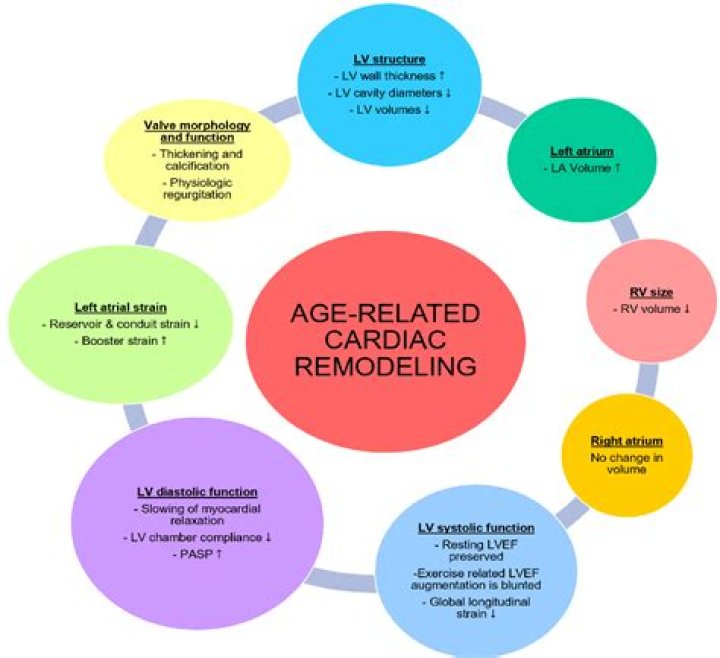 How does aging affect the cardiac system?