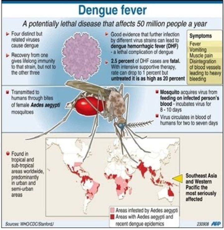 How does dengue fever affect pregnancy?