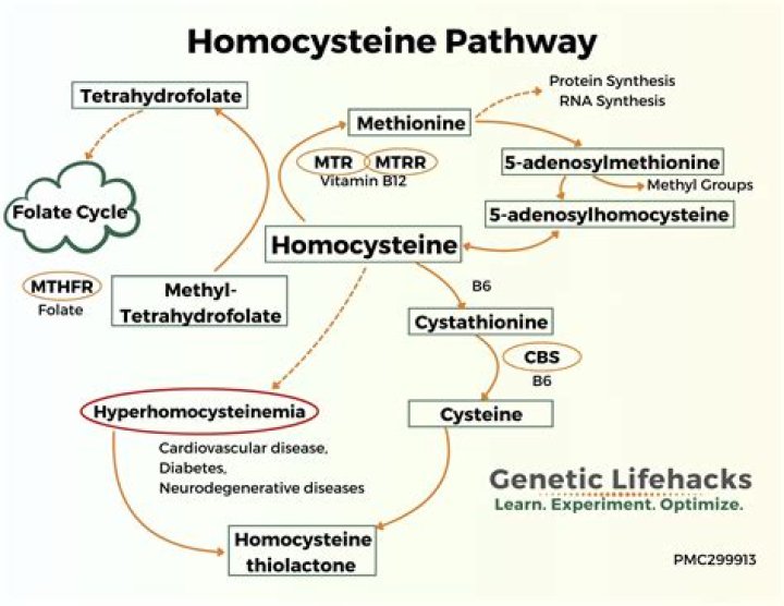 How does homocysteine affect clotting?