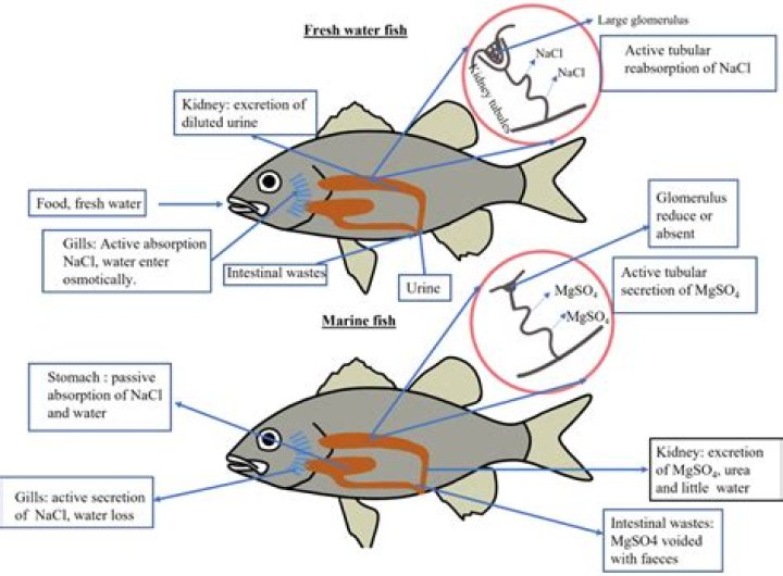 How does osmoregulation takes place in terrestrial animals?