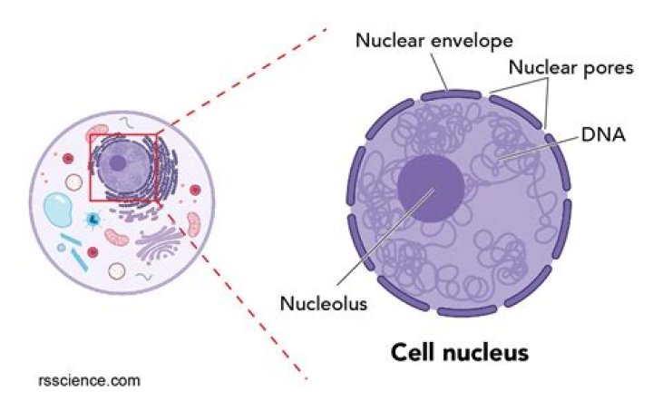 How does the nucleus and cytoplasm compare?