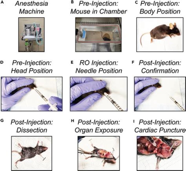 How long can mice be under isoflurane?