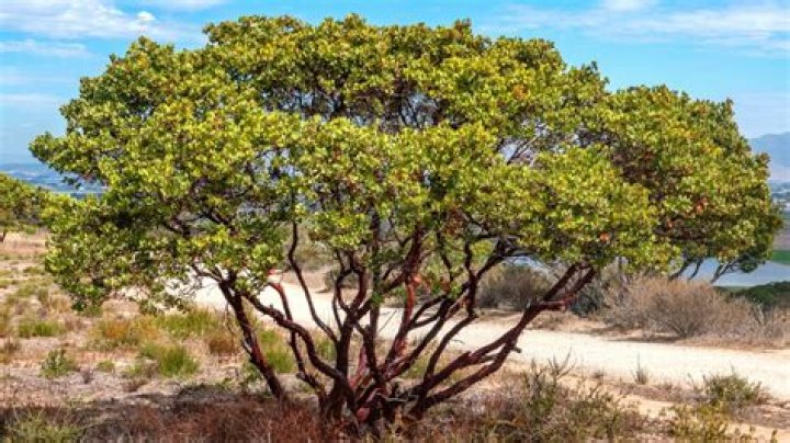 How long will manzanita branches last after being cut?