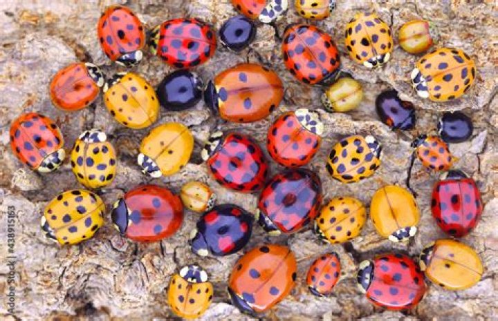 How many ladybugs do I need?
