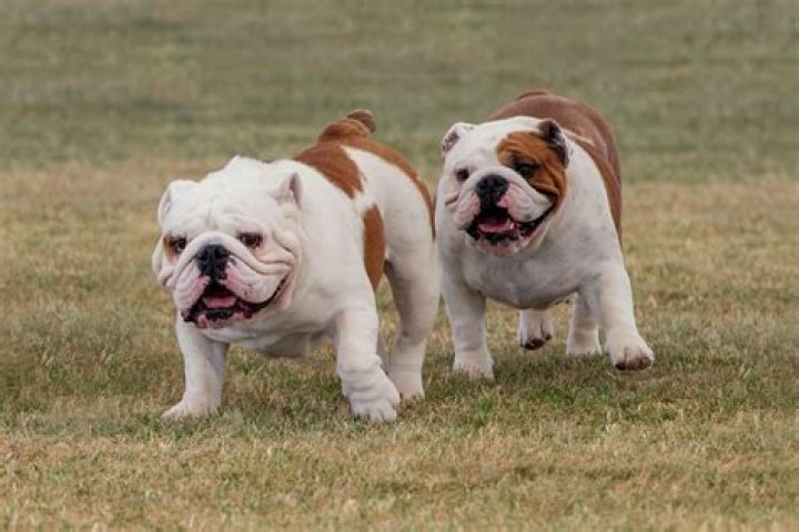 How much are English Bulldogs in Australia?
