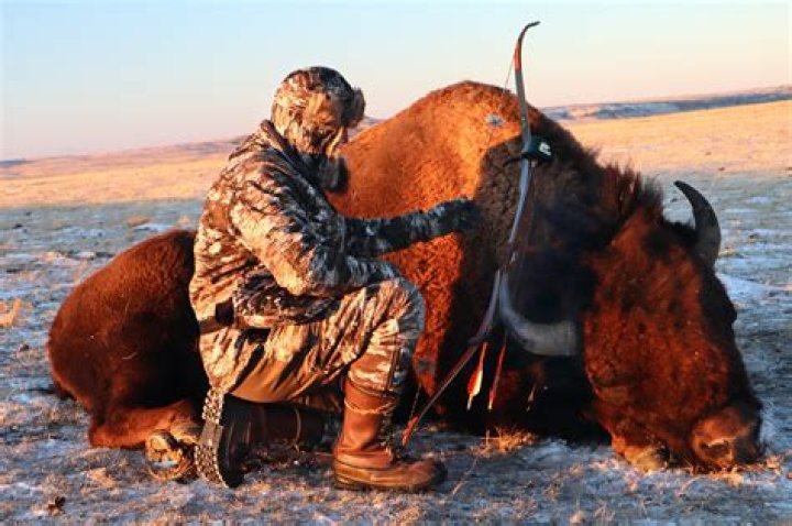 How much do buffalo hunts cost?